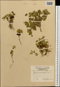 Noccaea germanii Al-Shehbaz, Caucasus, South Ossetia (K4b) (South Ossetia)