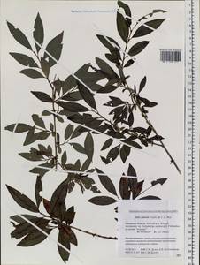 Salix udensis (Wimm.) Trautv. & C. A. Mey., Siberia, Russian Far East (S6) (Russia)