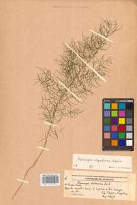 Asparagus oligoclonos Maxim., Siberia, Russian Far East (S6) (Russia)