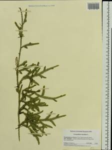 Lycopodium clavatum L., Eastern Europe, Central region (E4) (Russia)