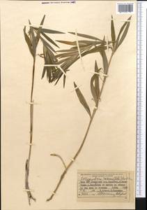 Polygonatum roseum (Ledeb.) Kunth, Middle Asia, Northern & Central Tian Shan (M4) (Kyrgyzstan)