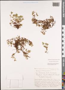 Thymus iljinii Klokov & Des.-Shost., Siberia, Baikal & Transbaikal region (S4) (Russia)