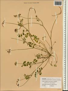 Securigera parviflora (Desv.)Lassen, South Asia, South Asia (Asia outside ex-Soviet states and Mongolia) (ASIA) (Turkey)