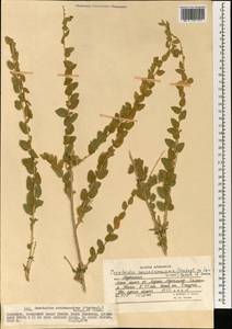 Krascheninnikovia ewersmanniana (Stschegl. ex Losinsk.) Grubov, South Asia, South Asia (Asia outside ex-Soviet states and Mongolia) (ASIA) (Afghanistan)