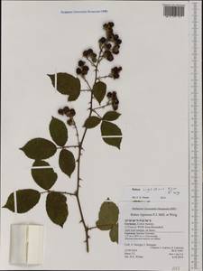 Rubus affinis Weihe, Western Europe (EUR) (Germany)