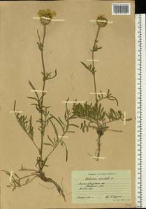 Centaurea orientalis L., Eastern Europe, North Ukrainian region (E11) (Ukraine)