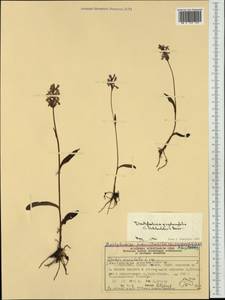 Dactylorhiza fuchsii subsp. psychrophila (Schltr.) Holub, Western Europe (EUR) (Norway)