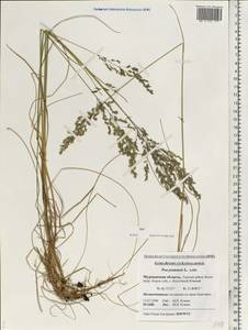 Poa pratensis L., Eastern Europe, Northern region (E1) (Russia)
