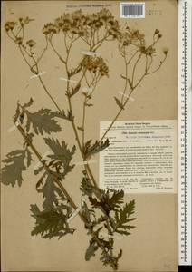 Jacobaea erucifolia subsp. grandidentata (Ledeb.) V. V. Fateryga & Fateryga, Caucasus, Abkhazia (K4a) (Abkhazia)
