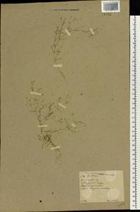 Psammophiliella muralis (L.) Ikonn., Eastern Europe, North Ukrainian region (E11) (Ukraine)