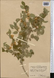 Lonicera nummulariifolia Jaub. & Spach, Middle Asia, Western Tian Shan & Karatau (M3) (Uzbekistan)