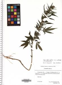 Cannabis sativa var. ruderalis (Janisch.) S. Z. Liou, Eastern Europe, Middle Volga region (E8) (Russia)