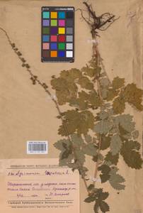 Agrimonia eupatoria L., Eastern Europe, Middle Volga region (E8) (Russia)