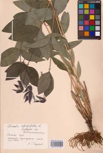 Clematis integrifolia L., Eastern Europe (no precise locality) (E0)