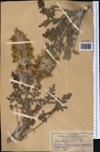 Phlomoides speciosa (Rupr.) Adylov, Kamelin & Makhm., Middle Asia, Pamir & Pamiro-Alai (M2) (Kyrgyzstan)