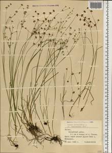 Juncus articulatus L., Eastern Europe, Latvia (E2b) (Latvia)