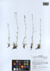 Gypsophila patrinii Ser., Siberia, Altai & Sayany Mountains (S2) (Russia)