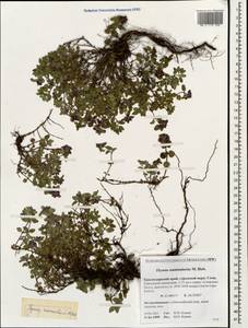 Thymus nummularius M.Bieb., Caucasus, Krasnodar Krai & Adygea (K1a) (Russia)