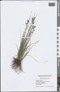 Juncus compressus Jacq., Eastern Europe, Central region (E4) (Russia)