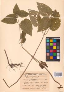 MHA 0 156 059, Stachys sylvatica L., Eastern Europe, Central forest-and-steppe region (E6) (Russia)