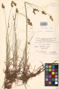 Carex colchica J.Gay, Eastern Europe, South Ukrainian region (E12) (Ukraine)