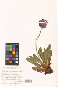 Primula auriculata Lam., Caucasus, Stavropol Krai, Karachay-Cherkessia & Kabardino-Balkaria (K1b) (Russia)