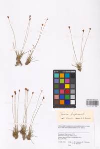 Juncus triglumis L., Siberia, Western Siberia (S1) (Russia)