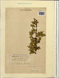 Crataegus orientalis Pall. ex M. Bieb., Caucasus, Georgia (K4) (Georgia)
