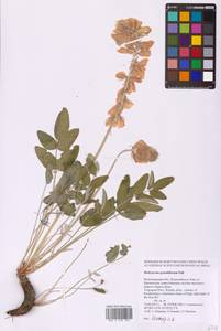 Hedysarum grandiflorum Pall., Eastern Europe, Lower Volga region (E9) (Russia)