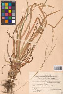 Carex sylvatica Huds., Eastern Europe, West Ukrainian region (E13) (Ukraine)