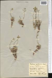 Galitzkya spathulata (Stephan) V.V. Botschantz., Middle Asia, Northern & Central Kazakhstan (M10) (Kazakhstan)