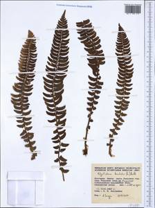 Polystichum lonchitis (L.) Roth, Western Europe (EUR) (Bulgaria)