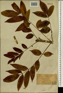 Toxicodendron vernicifluum (Stokes) F.A. Barkley, South Asia, South Asia (Asia outside ex-Soviet states and Mongolia) (ASIA) (Japan)