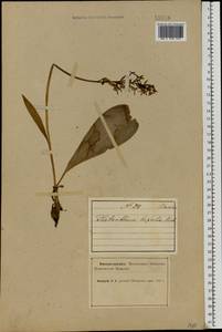 Platanthera bifolia (L.) Rich., Eastern Europe, Northern region (E1) (Russia)