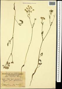 Carum meifolium (M. Bieb.) Boiss., Caucasus, South Ossetia (K4b) (South Ossetia)