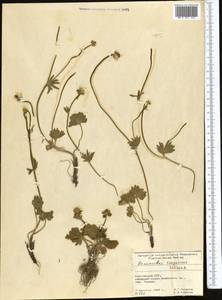 Ranunculus songoricus Schrenk, Middle Asia, Pamir & Pamiro-Alai (M2) (Kyrgyzstan)