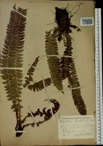 Polystichum lonchitis (L.) Roth, Siberia, Chukotka & Kamchatka (S7) (Russia)