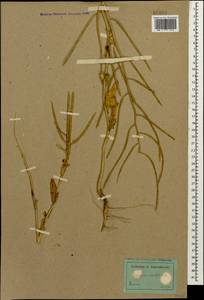 Conringia orientalis (L.) Dumort., Caucasus, Stavropol Krai, Karachay-Cherkessia & Kabardino-Balkaria (K1b) (Russia)