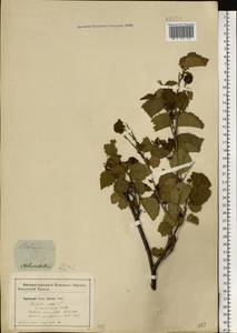 Betula pubescens Ehrh., Eastern Europe, South Ukrainian region (E12) (Ukraine)