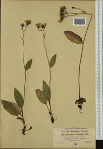 Hieracium gombense subsp. purkynei (Celak.) Zahn, Western Europe (EUR) (Czech Republic)