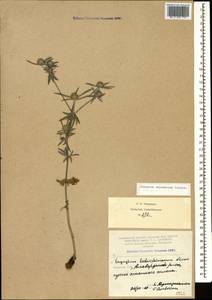 Eryngium caucasicum Trautv., Caucasus, Armenia (K5) (Armenia)