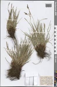 Carex pediformis C.A.Mey., Siberia, Baikal & Transbaikal region (S4) (Russia)