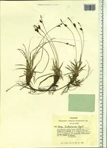 Carex turkestanica Regel, Siberia, Altai & Sayany Mountains (S2) (Russia)