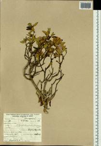Rhododendron adamsii Rehder, Siberia, Baikal & Transbaikal region (S4) (Russia)