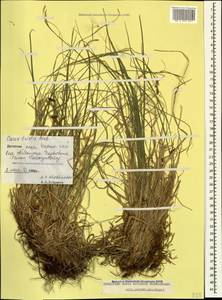 Carex tristis M.Bieb., Caucasus, Dagestan (K2) (Russia)