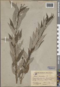 Salix triandra L., Eastern Europe, Lower Volga region (E9) (Russia)