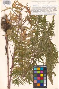 Artemisia umbrosa Turcz. ex DC., Eastern Europe, Moscow region (E4a) (Russia)