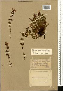 Hypericum nummularioides Trautv., Caucasus, Krasnodar Krai & Adygea (K1a) (Russia)