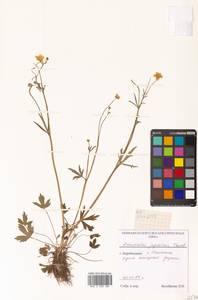 Ranunculus japonicus Thunb., Siberia, Russian Far East (S6) (Russia)