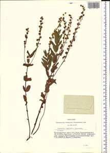 Veronica krylovii Schischk., Siberia, Altai & Sayany Mountains (S2) (Russia)